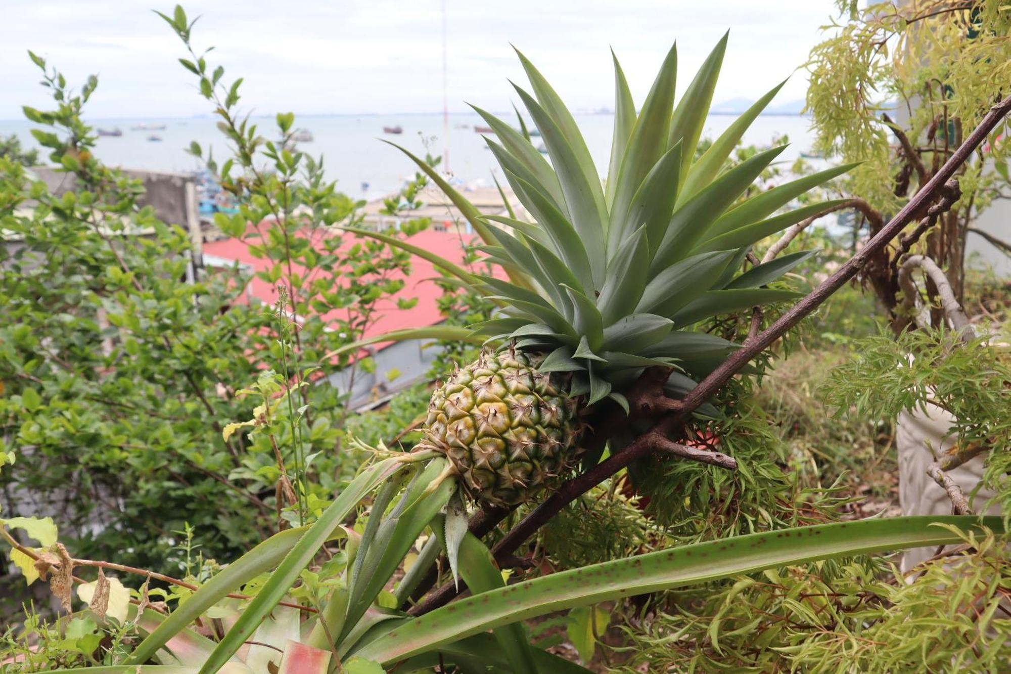 Cassabella Hotel & Apartments Vũng Tàu Eksteriør billede